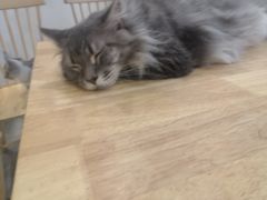-楼上猫咖(罗湖店)