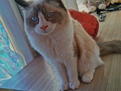 -藏猫猫咖啡主题馆(中央大道店)