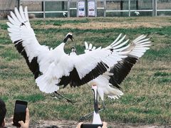 -盐城丹顶鹤湿地生态旅游区