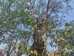 -西双版纳傣族园