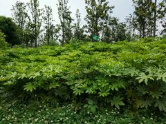 -白鹭湾湿地公园