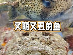 石头鱼-德胜轩正宗顺德菜(宝安沙井会展中心店)