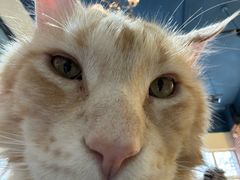 -猫小院猫主题餐厅(南锣旗舰店)