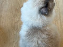 -有喵·猫咖·狗咖·30几只猫10只小狗(岗厦店)