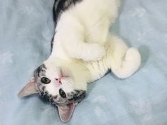 -猫大福·Fortune Cat猫舍(百子湾店)