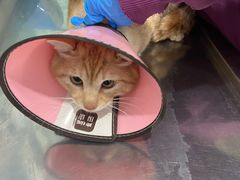 -暖阳宠物医院·犬猫康复中心·骨科