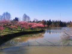 -上海海湾国家森林公园