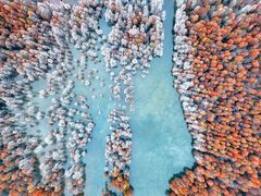 -池杉湖湿地公园