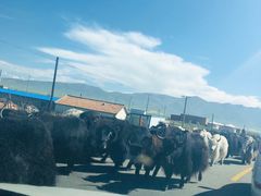 -青海湖国家重点风景名胜区