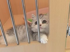 -老吴的猫·猫舍(新区店)