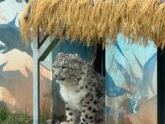 -青藏高原野生动物园