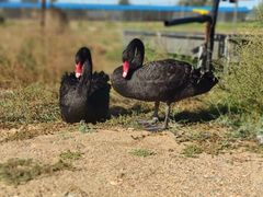 -亿利库布其七星湖沙漠生态旅游区