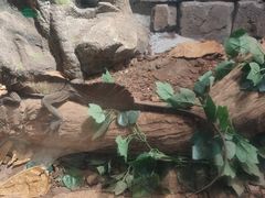 -正佳雨林生态植物园