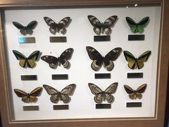 -上海昆虫博物馆