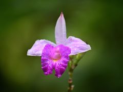 -新加坡植物园