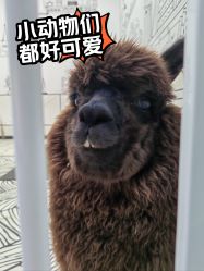 -神奇动物撸宠馆·羊驼·小浣熊·异宠(豫园店)