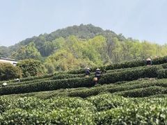 -中国茶叶博物馆(双峰馆区)
