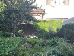 -大青树咖啡(大理古城店)