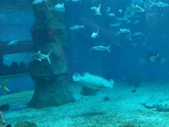 -北戴河圣蓝海洋公园