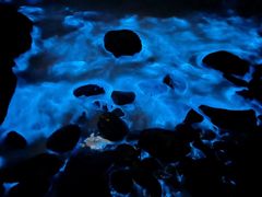 -阿弟特色海鲜餐厅·大排档(平潭店)