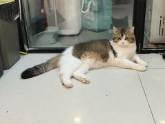 -平行世界·猫咖(首经贸店)