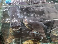 -黄山老妈·土菜(碧桂园店)