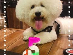 -百好乐宠物友好餐厅(朝外大街店)