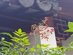 -秋霞圃