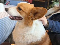 -百好乐宠物友好餐厅(朝外大街店)