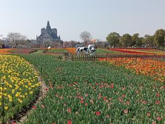 -荷兰花海