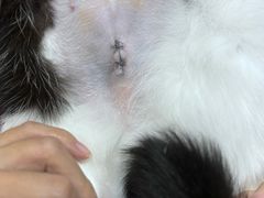 -芭比堂动物医院广州顽皮分院