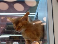 -FAELING PETS美天灵宠物(合生汇店)