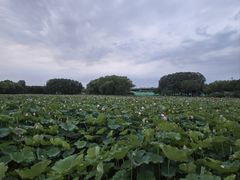 -东郊湿地公园