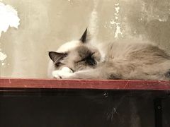 -猫咪博物馆(顶澳仔猫街店)