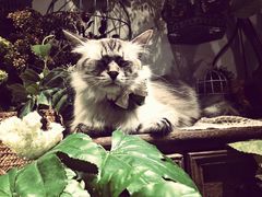 -共舞时光猫咖·狗咖(新街口店)