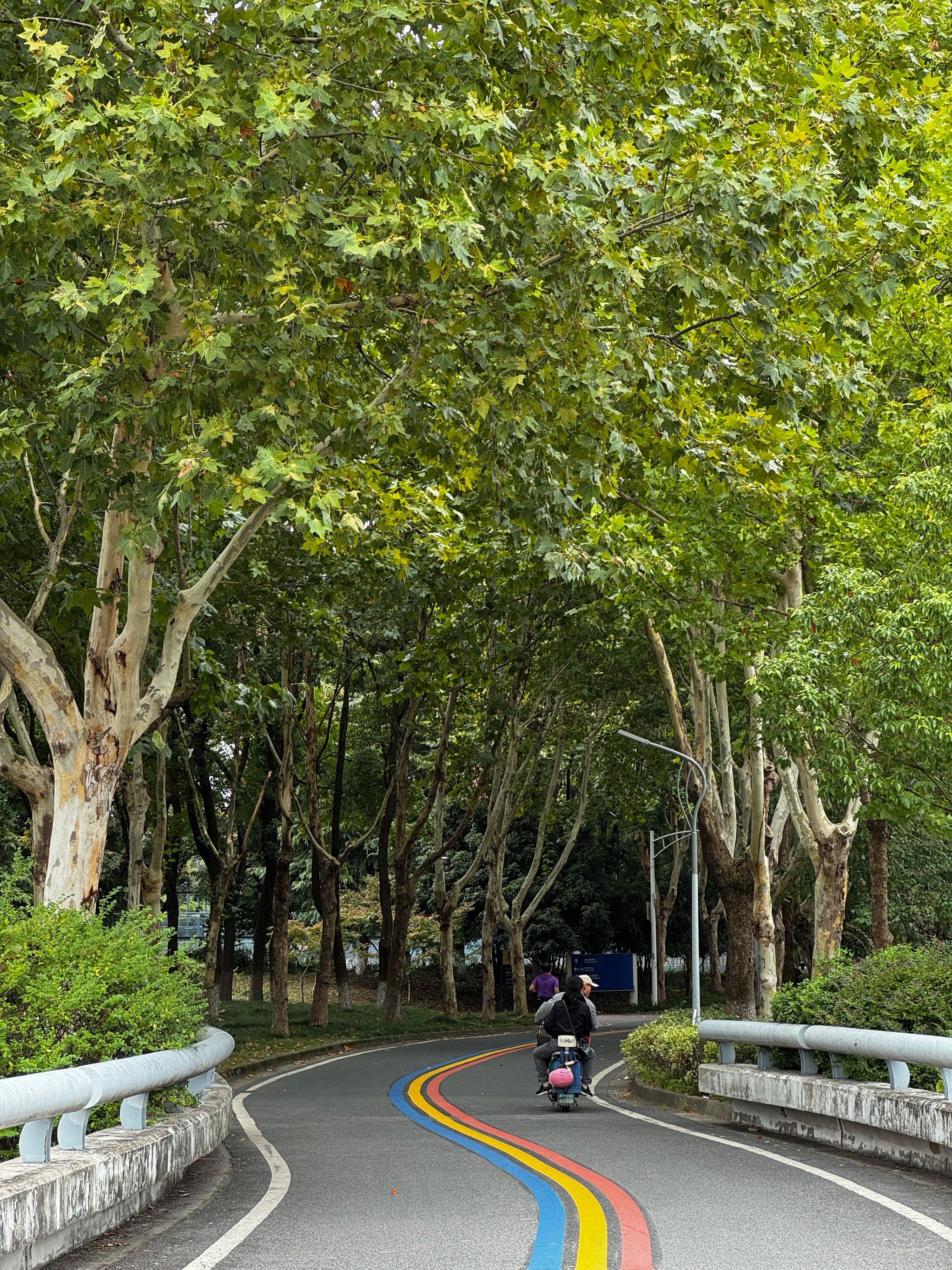 城市森林