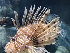 -新加坡海洋生态馆