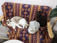 -喵屿·大理花园猫咖