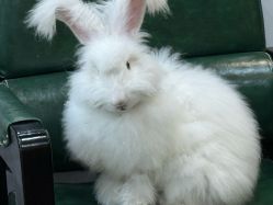 -神奇动物撸宠馆·羊驼·小浣熊·异宠(豫园店)