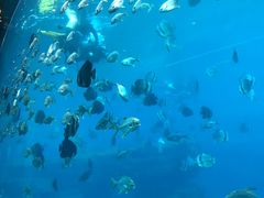 -瑞德姆美人鱼海底演艺主题餐厅(亚龙湾店)
