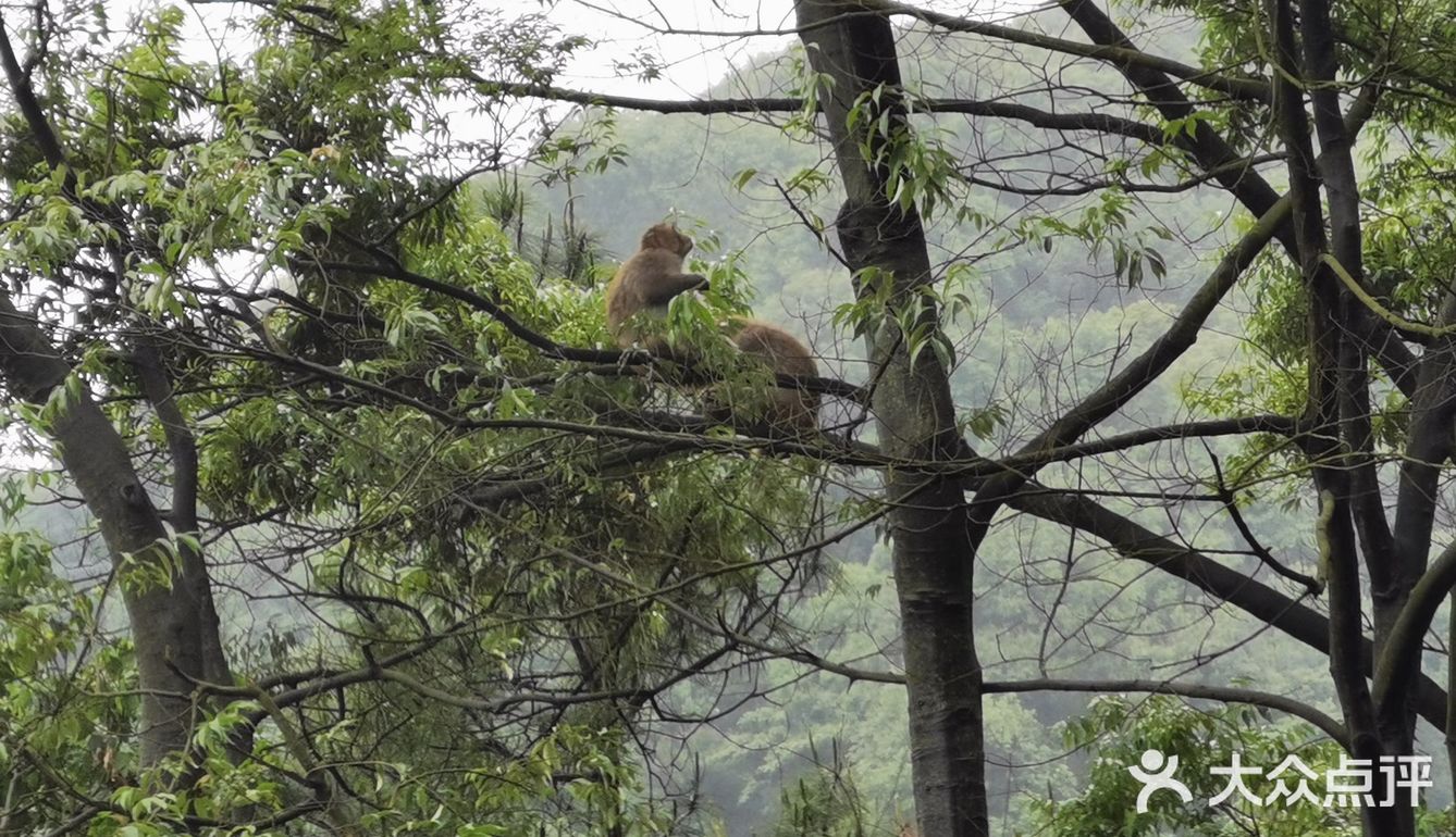 重庆江津临峰山一野生猴打卡地