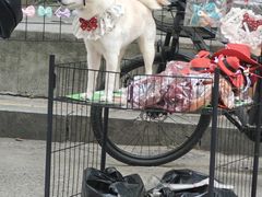 -哈尔滨道外花鸟鱼市场