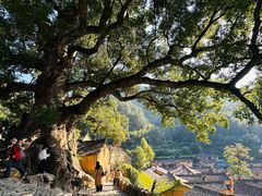 -杨家堂村