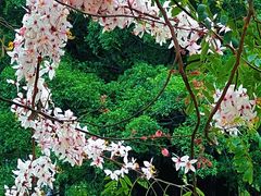 -四海公园(南山区)