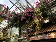 -呀路古热带植物园