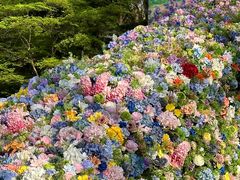 -上海共青森林公园