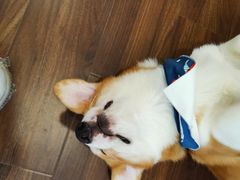 -柯斗斗主题餐厅·狗咖·围炉煮茶·茶饮(国瑞升平里店)