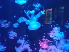 -梦幻海洋王国(吾悦广场张家港店)