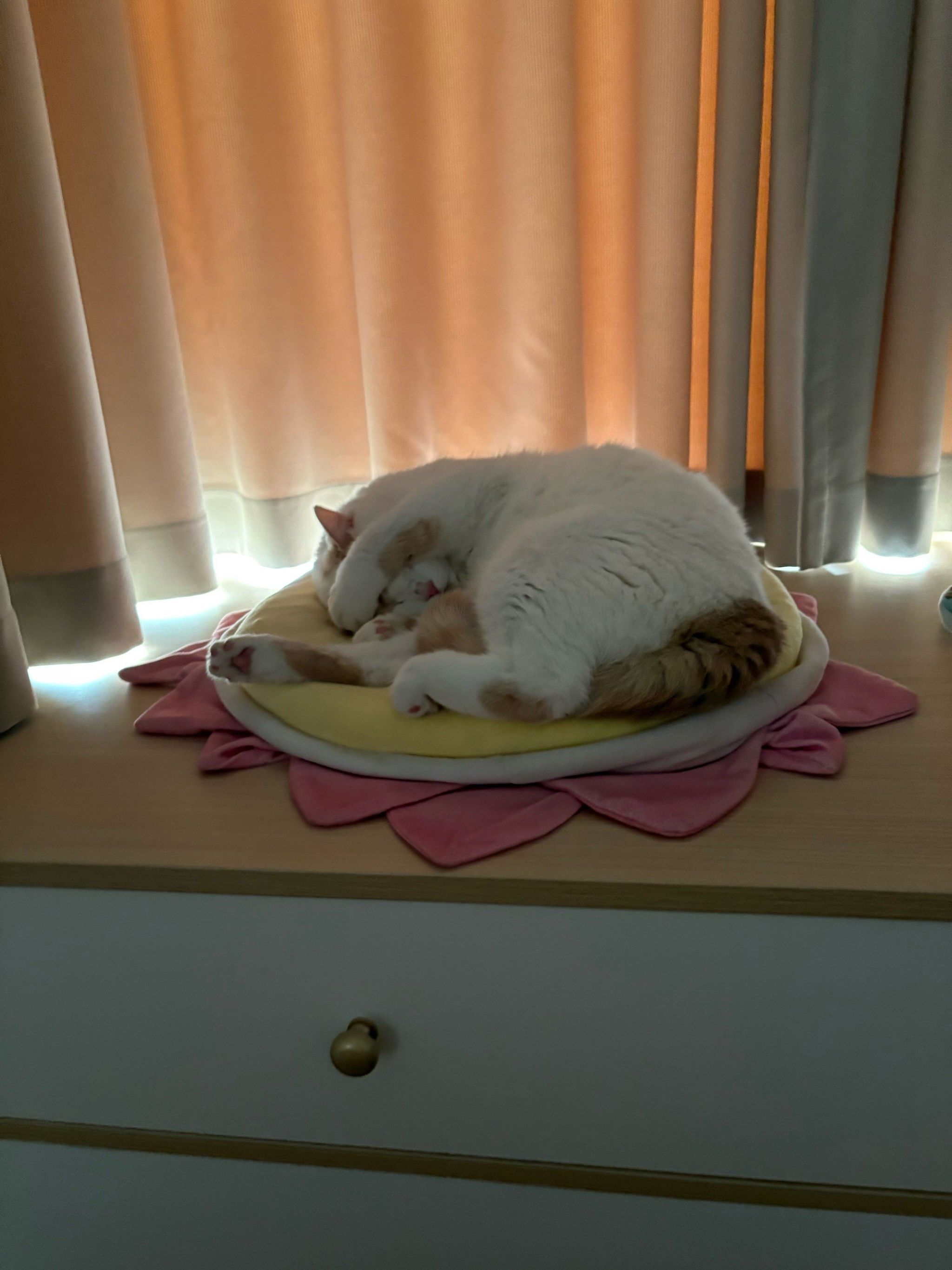 论小猫咪如何睡觉(´-ωก`)
一天天的除了吃饭就没醒过