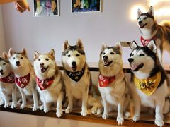 -Husky Go! 哈士奇体验馆·宠物咖啡厅狗咖